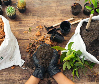 Réemploi des plantes et pots de fleurs