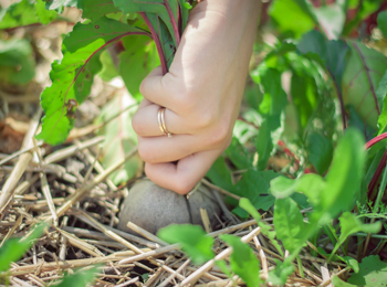 Éco-atelier "jardinage au naturel"